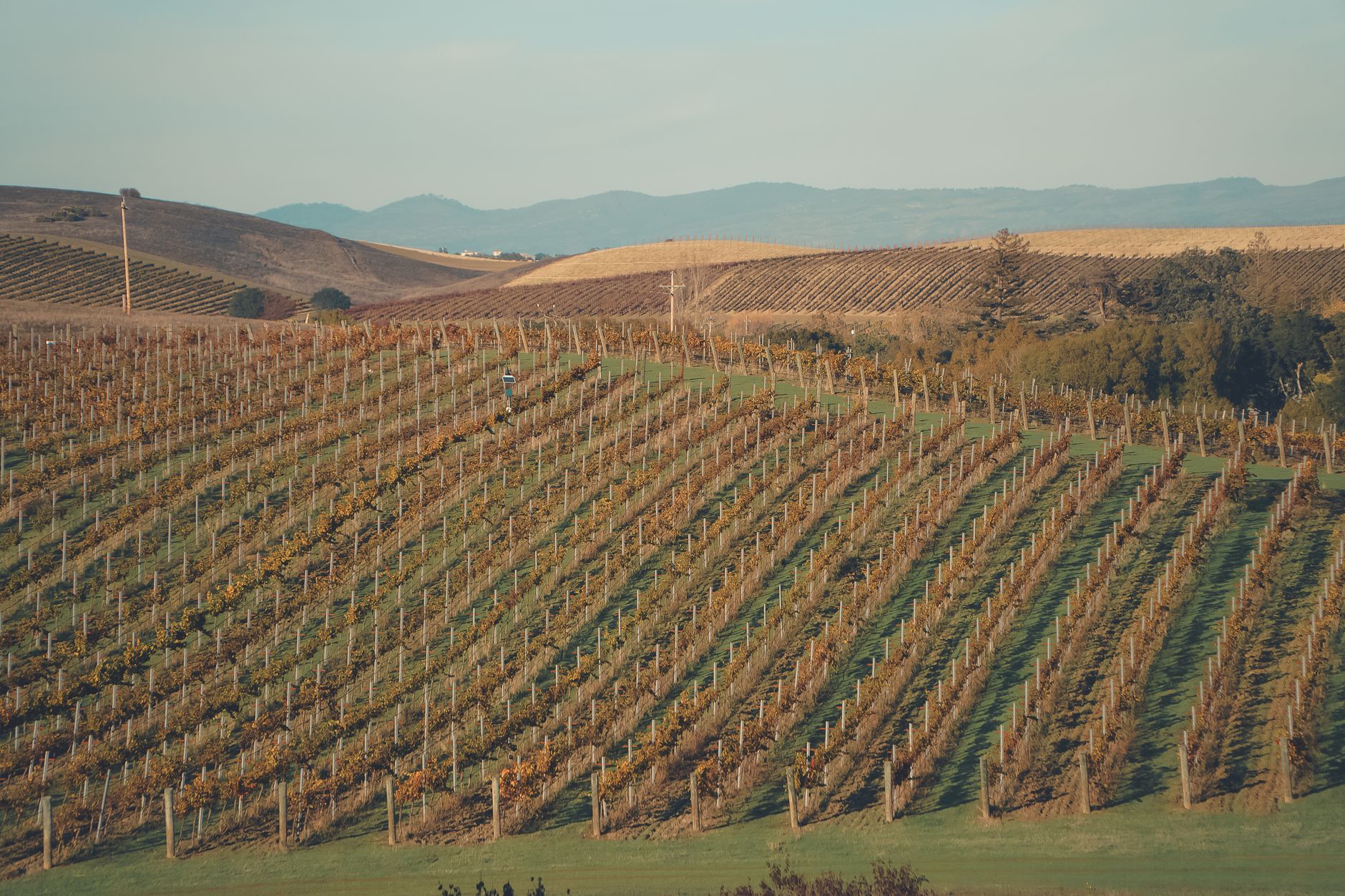 Vinogradi na griču Jeruzalem jeseni